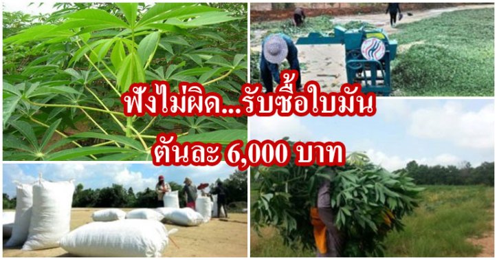 โอ้แม่เจ้า ใบมันสำปะหลัง ราคาดี มีค่าอย่าทิ้ง ตันล่ะ 6,000 บาท